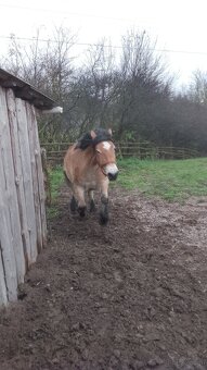 Sprzedam klacz zimnokwista 3 letnia zrebna - 3