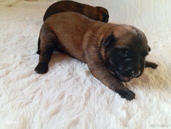 Owczarek belgijski z rodowodem FCI - 3