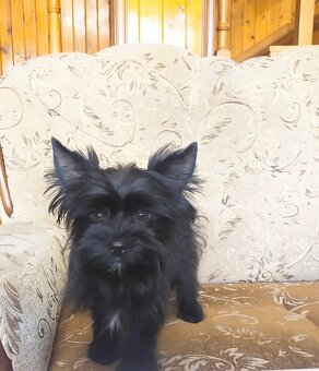 Yorkshire Terrier Black - 3