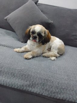 Shih tzu - 3