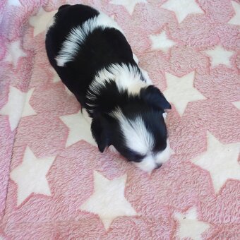 Yorkshire Terrier Biewer - 3