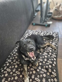 Leon, nieduży młody psiak szuka domu pies psy - 3