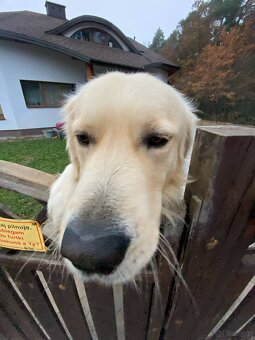 Golden retriever 3 lata - 3