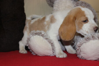 Beagle szczeniaczki po Championie Polski ZKwP (FCI) - 3