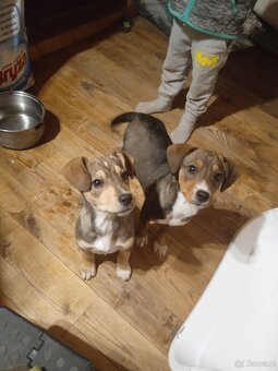 Oddam w dobre rece - 3