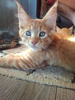 Maine Coon - 3