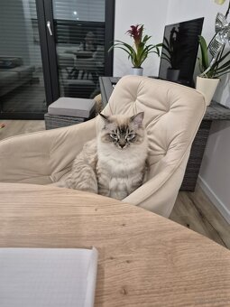 Kot Ragdoll na sprzedaż - 3