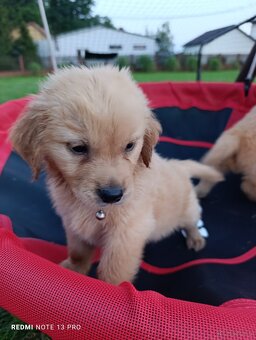 Golden retriever - 3