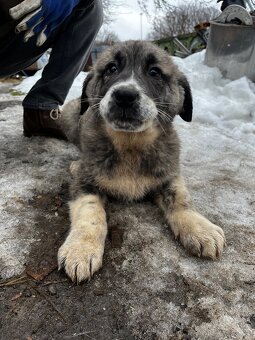 Owczarek środkowoazjatycki - 3