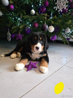 Berneński Pies Pasterski - 3