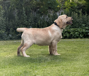 Labrador biszkoptowe szczenięta-psy FCI - 3