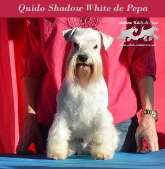 Schnauzer miniatúrne white - 3