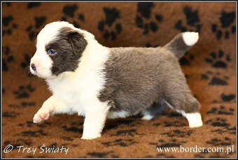 psy szczeniaki Border Collie ZKwP FCI - 3
