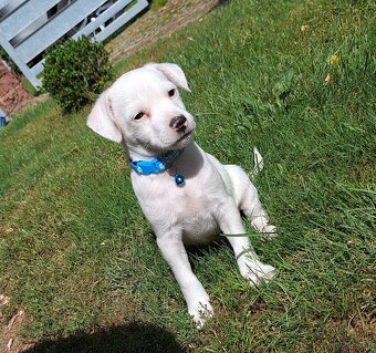 Parson Russell Terrier ZKwP FCI - 3