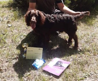 Reproduktor oferta krycia Płochacz Niemiecki Wachtelhund - 3