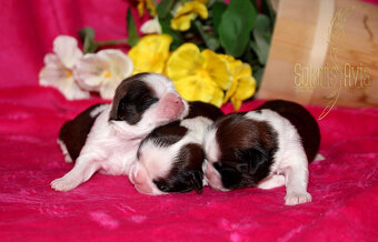 SHIH TZU - 3