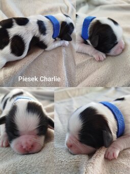 Pies rasy Shih Tzu z rodowodem - 3