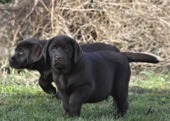 Labrador Retriever z rodowodem ZKwP, FCI Badania Genetyczne - 3