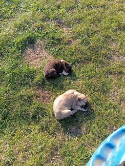 Bandog,kangal,Dog argentyński - 3