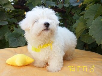 SAMIEC biały Coton De Tulear szczenię ZHPR UCI Kraków - 3