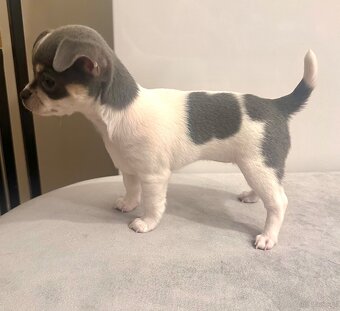 Szczeniaki rasy chihuahua 7tyg - 3