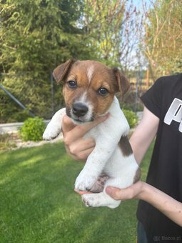 Szczeniaki jack russell terrier suczki i piesek - 3