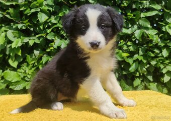 Rasowa suczka border collie z Hodowli, komplet dok. - 3