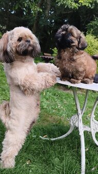 ShihTzu piesek Hugo - 3