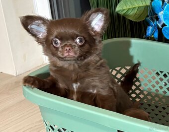 Chihuahua sunia czekoladowa - 3
