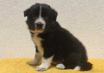 BORDER COLLIE z Hodowli - Rasowy pies z pełną dok. przebadan - 3