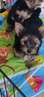 Yorkshire Terrier szczenięta - 3