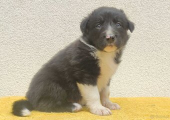 Rasowy pies z pełną dok. przebadani rodzice BORDER COLLIE z - 3