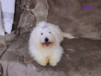 Piesek rasowy mały Coton De Tulear szczenię ZHPR UCI Kraków - 3