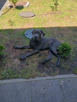 Sprzedam cane corso - 3