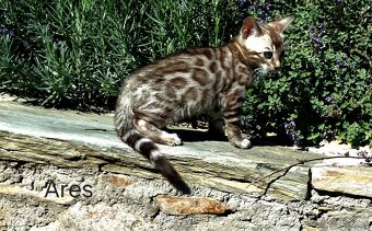 OUR BENGAL KITTENS WITH PEDIGREE CERTIFICATES - 3