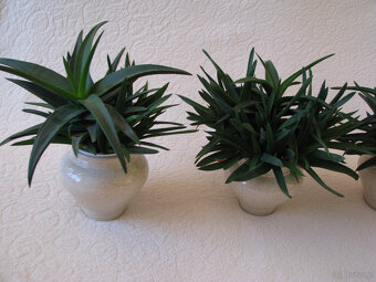 Aloes – piękna, zdrowa roślinka o właściwościach leczniczych - 3