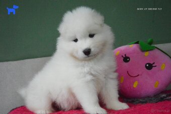 SAMOYED SZCZENIĘTA ZKwP/FCI - 3