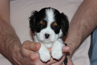 Szczeniaki pieski Cavalier King Charles Spaniel ZKwP FCI - 3