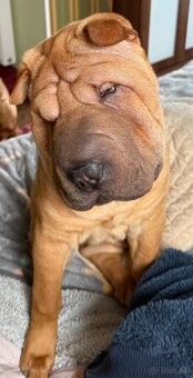 Szczenięta rasy shar pei z Hodowli Red Folds - 3