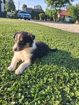 Owczarek Szkocki Collie - 3