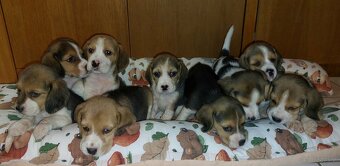 Beagle FCI - 3