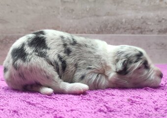 Szczenię BORDER COLLIE z Hodowli - Rasowy pies z pełną dok. - 3