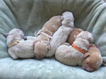 GOLDEN RETRIEVER po championie białe złote biszkoptowe - 3