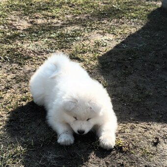 SAMOJED szczenięta - 3