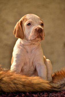 Pointer / English pointer - 3