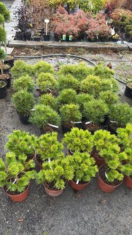 Sosny Świerki c5 /c7,5 hurt - 3