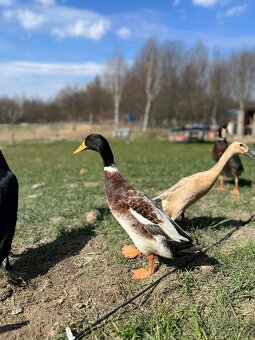 Jaja bieguski indyjskiej - 3