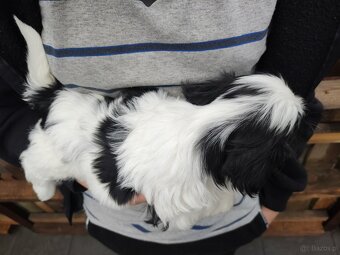 Suczka Shih-tzu - 3
