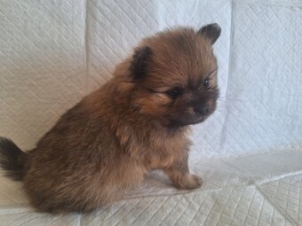 Sunia Pomeranian - 3