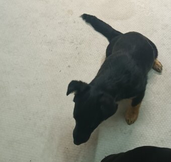 Szukamy dobrych domkow - 3